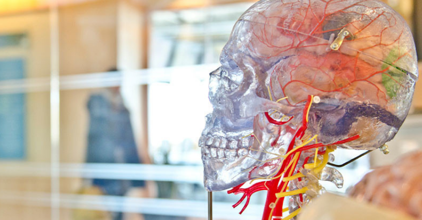 El cerebro de las mujeres es tres años más ‘joven’ que el de los hombres