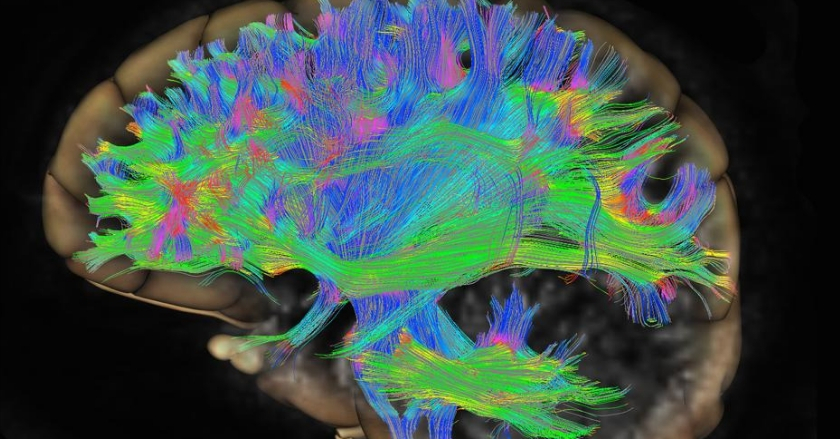 Ni de Marte ni de Venus: el cerebro es unisex