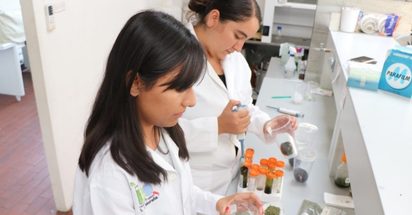 Crean mexicanas solución contra el hongo en aguacate