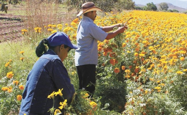 Van contra violencia de género en campo