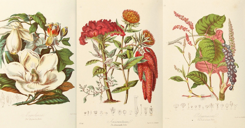 29 preciosas ilustraciones botánicas realizadas por las mujeres pioneras en la historia natural