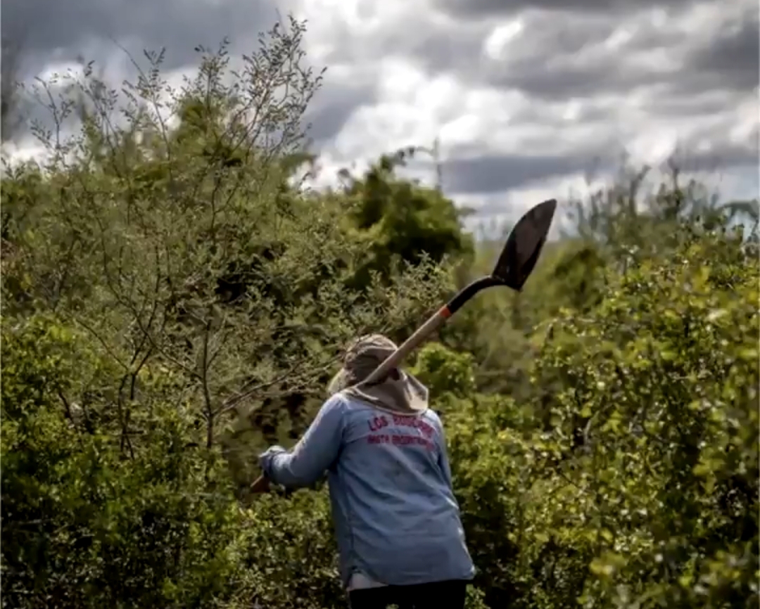 Mujeres en búsqueda: impactos diferenciados y lecciones de resiliencia