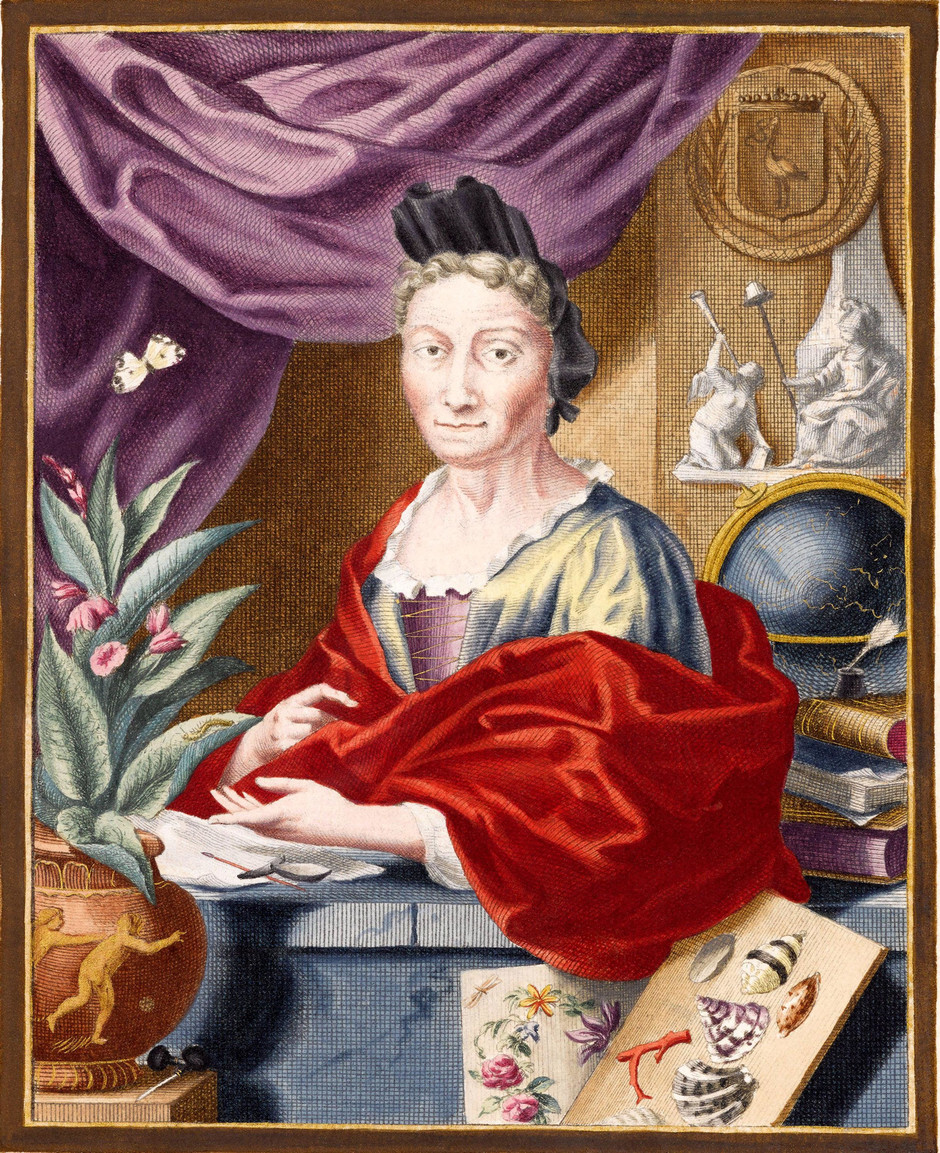 Maria Sibylla Merian: el viaje de la señora de las mariposas