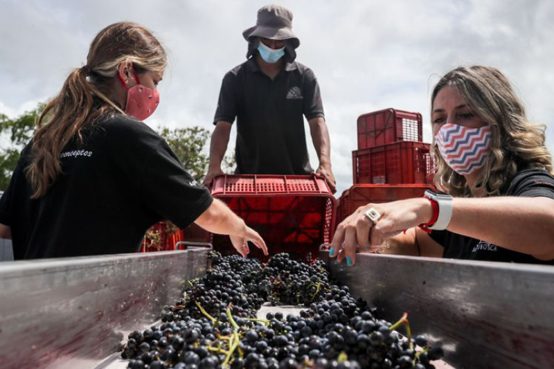Mujeres rurales de Uruguay que se abrieron camino y buscan lo mismo para sus compañeras