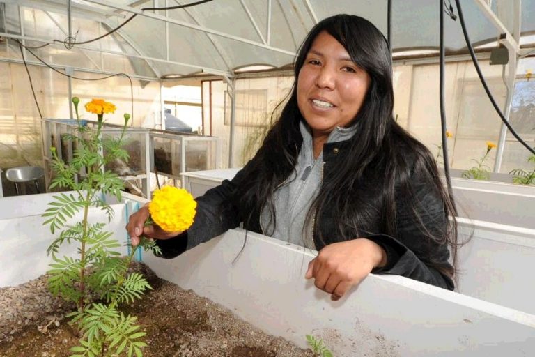 María Teresa Ramírez Vega, mujer Rarámuri logró limpiar el agua gris por medio de flores de cempasúchil