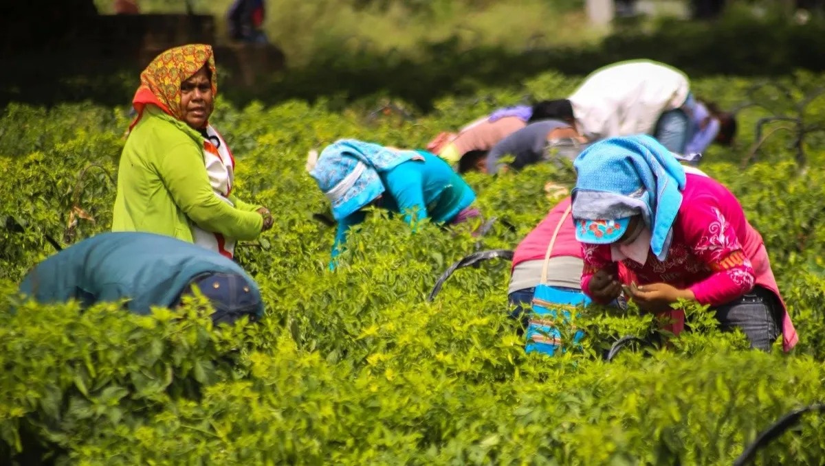 Mujeres: indispensables para la producción alimentaria, pero con condiciones laborales precarias: FAO