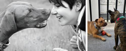 Perros muestran mayor sensibilidad cerebral cuando les hablan las mujeres